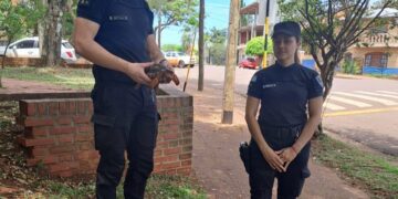 Ubicaron a los dueños de “Totu”, la tortuga que fue hallada en Oberá