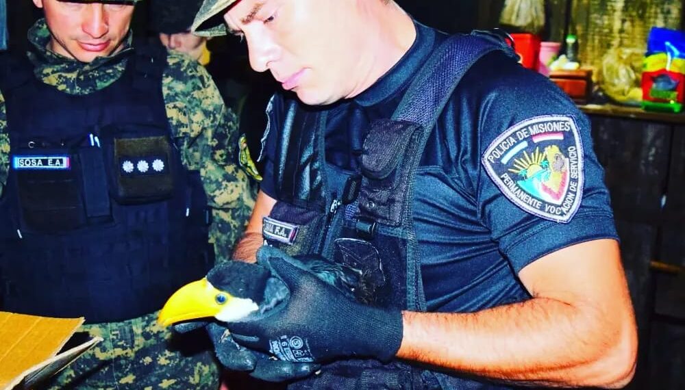 Resguardaron a dos aves protegidas en peligro de extinción