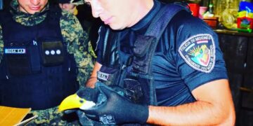 Resguardaron a dos aves protegidas en peligro de extinción