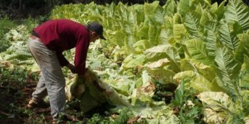 El miércoles comienza el censo tabacalero