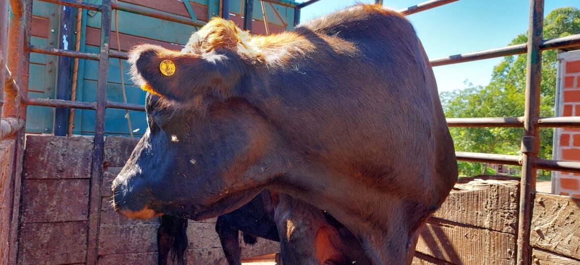 Fortalecen las cuencas lecheras con la entrega de rodeo Jersey Holando
