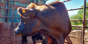 Fortalecen las cuencas lecheras con la entrega de rodeo Jersey Holando