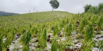 Fuerte temporal de lluvia y granizada destrozó plantaciones de en El Soberbio
