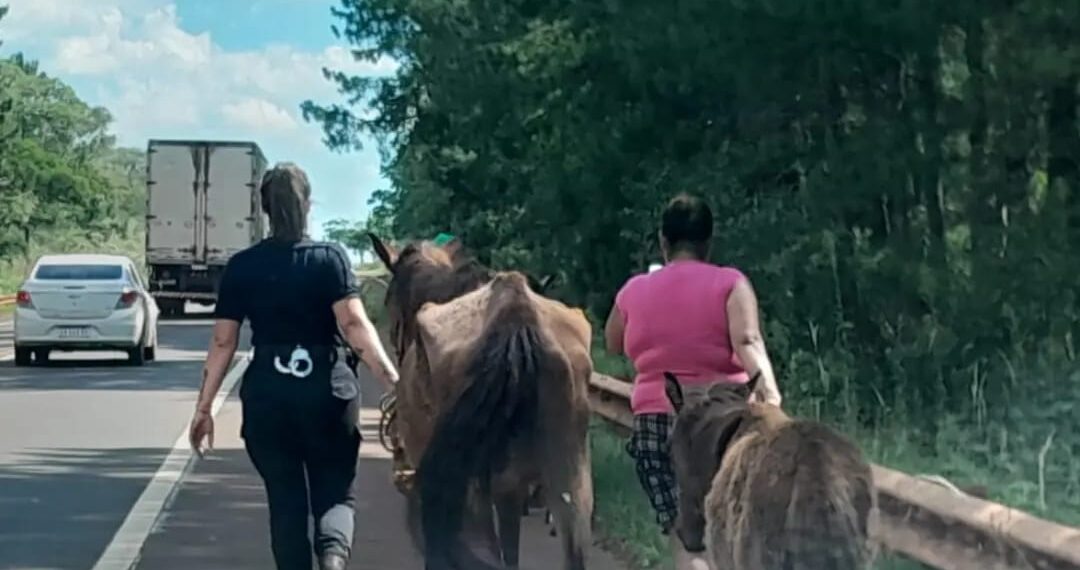 Maltrato animal: rescataron dos equinos y un potrillo abandonados sobre la ruta 14