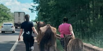 Maltrato animal: rescataron dos equinos y un potrillo abandonados sobre la ruta 14