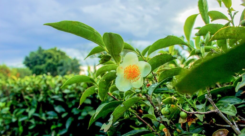 Actualizan el precio del brote de té en $17,50