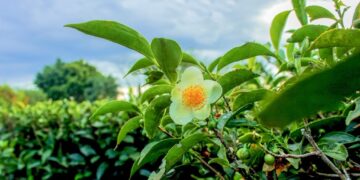 Actualizan el precio del brote de té en $17,50