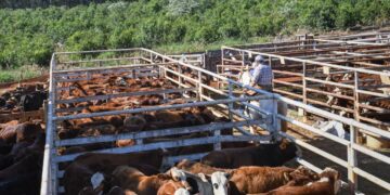 Misiones se posiciona como plaza de remates ganaderos