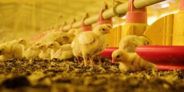 El Senasa recomienda denunciar cualquier sospecha de influenza aviar en Argentina
