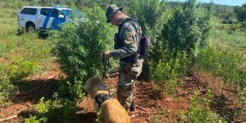 Garuhapé: Secuestraron plantas de marihuana valuadas en más de $15 millones