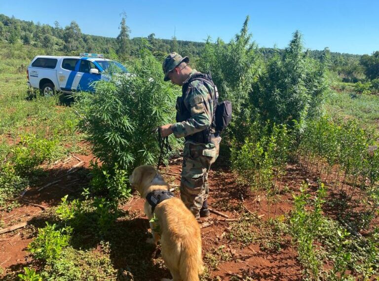 Garuhapé: Secuestraron plantas de marihuana valuadas en más de $15 millones