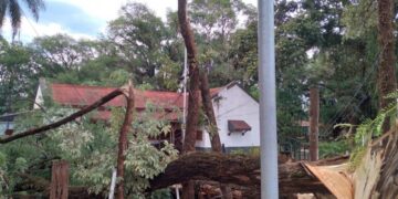 Fuerte temporal provocó caída de árboles y postes en Virasoro
