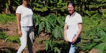 Desarrollan una técnica de cultivo de frutas que mejora el rendimiento