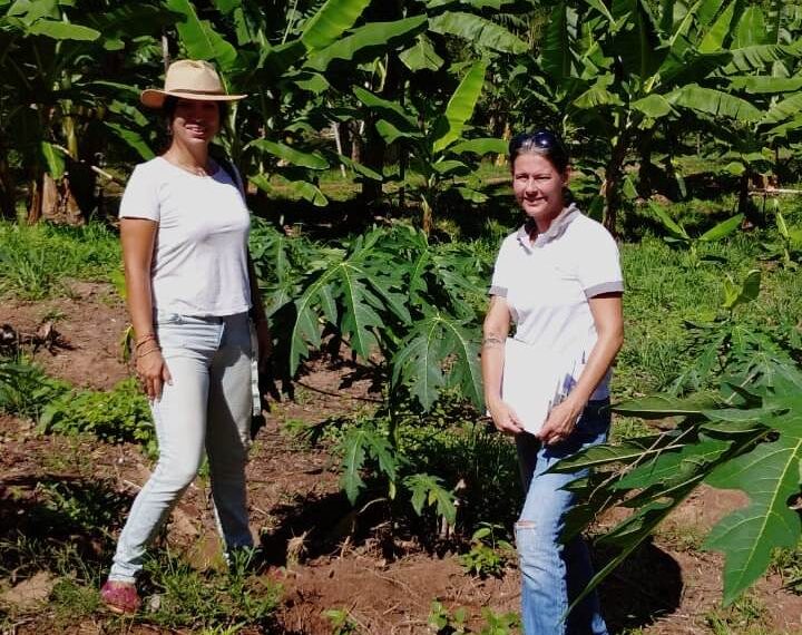 Desarrollan una técnica de cultivo de frutas que mejora el rendimiento