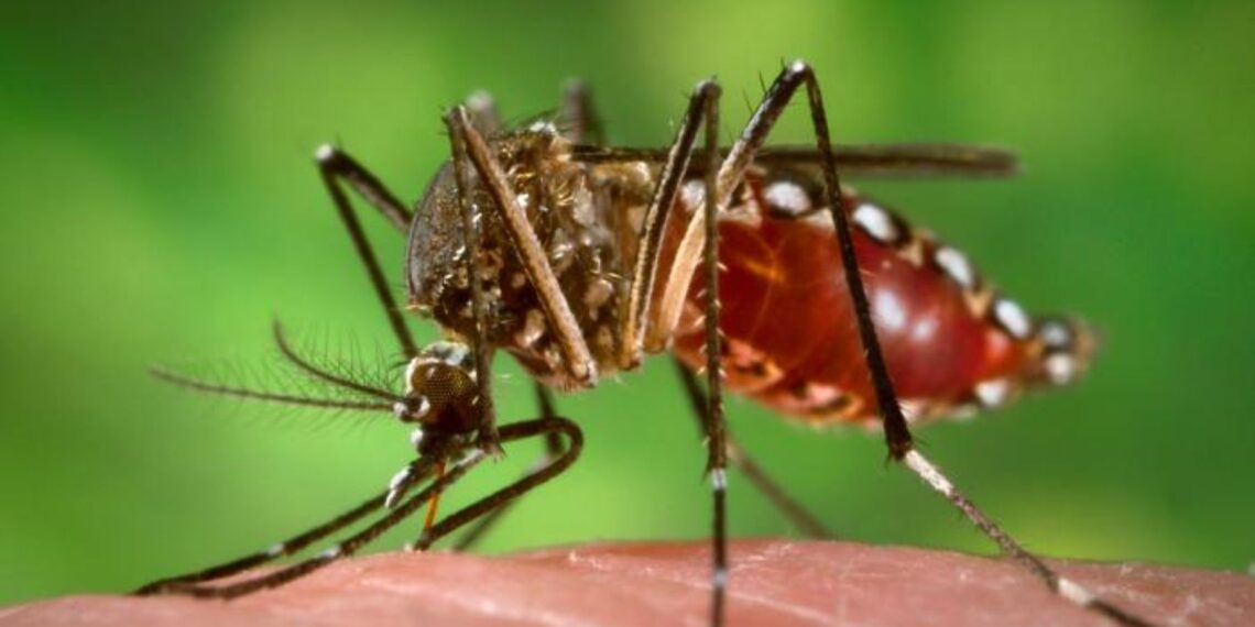 Difunden recomendaciones sobre cómo prevenir la fiebre chikungunya y qué hacer ante la presencia de síntomas