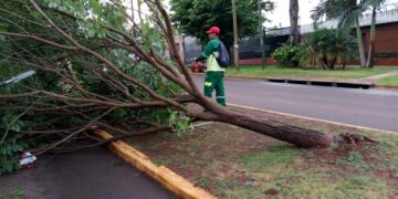 El municipio atiende la caída de árboles y reparación de semáforos luego de la tormenta