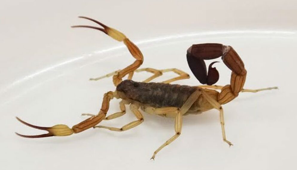 Ante ola de calor, reiteran recomendaciones para prevenir picaduras de alacranes