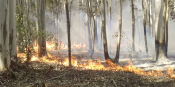 Incendios: Nación prorrogó la emergencia ígnea por un año