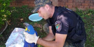 Cada vez son más los requerimientos a la Policía para el rescate de animales silvestres en la provincia