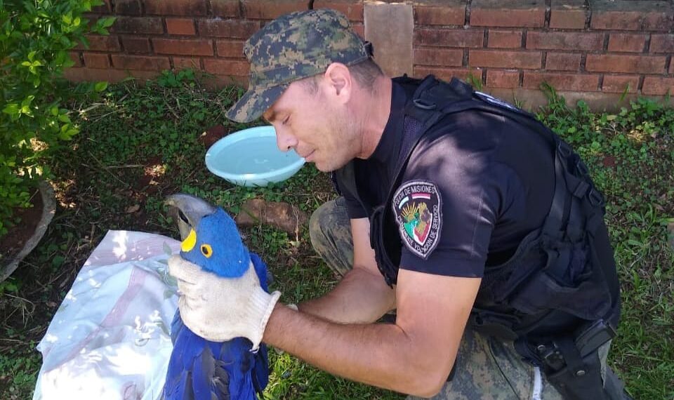 Cada vez son más los requerimientos a la Policía para el rescate de animales silvestres en la provincia