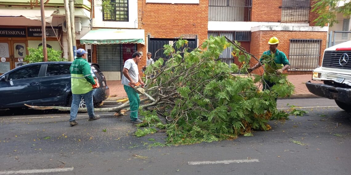 Cuadrillas municipales despejan árboles y ramas caídas durante el temporal
