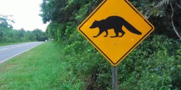 Fin de semana de carnaval: respetar los límites de velocidad es una manera de cuidar nuestra fauna 