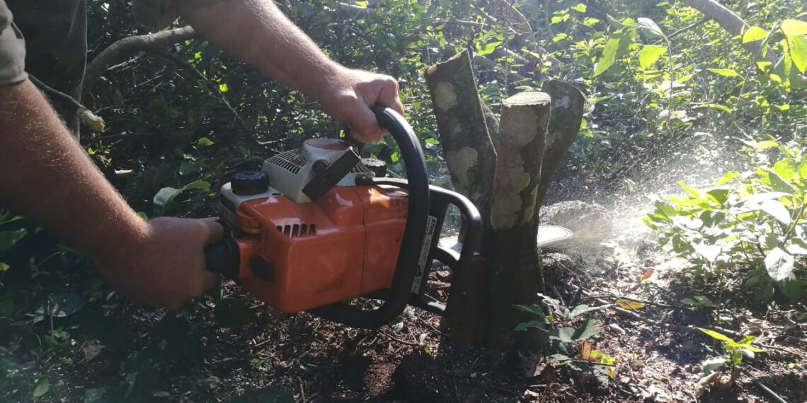 En Misiones, se erradicaron seis plantas cítricas positivas al HLB en análisis de laboratorio