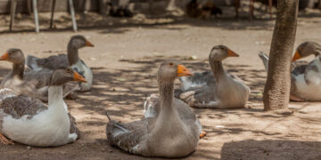 Detectaron un segundo caso de gripe aviar en dos patos silvestres en Córdoba