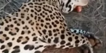Mató un yaguareté de 150 kilos en Formosa, lo mostró en Facebook y cayó preso