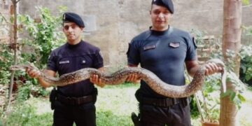 Rescataron una boa de tres metros de longitud que estaba en un baldío