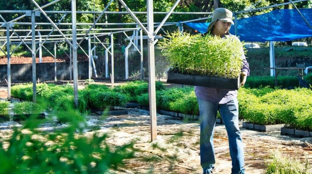 De Misiones a Córdoba: 100 mil plantines para reforestar zonas afectadas por incendios