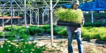 De Misiones a Córdoba: 100 mil plantines para reforestar zonas afectadas por incendios