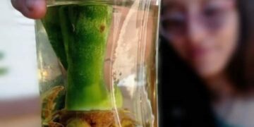 Con más de 4 mil casas controladas, se extiende el LIRAa por las inclemencias del tiempo