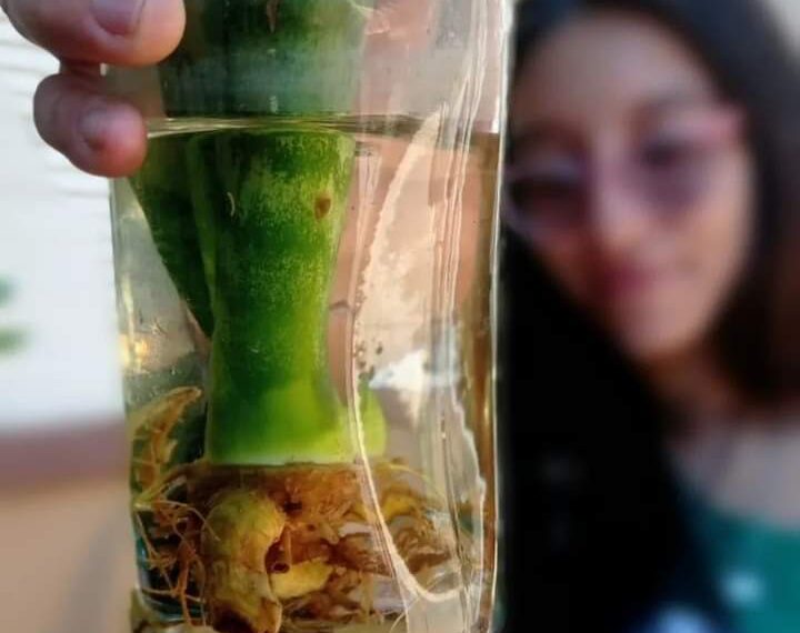 Con más de 4 mil casas controladas, se extiende el LIRAa por las inclemencias del tiempo