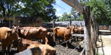 Con más de 1.200 cabezas en pista se realizó un nuevo remate ganadero