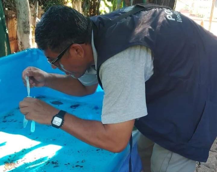 Instan a extremar cuidados para prevenir el dengue y el chikungunya