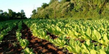 Tabaco: pagan más de 268 millones de pesos en concepto de pérdida por competitividad