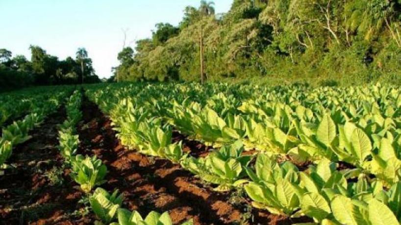 Tabaco: pagan más de 268 millones de pesos en concepto de pérdida por competitividad