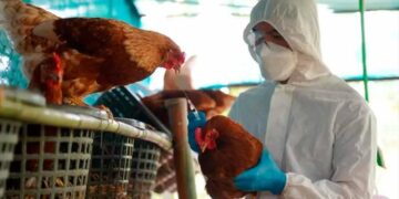 Confirman el primer caso humano de gripe aviar en Chile