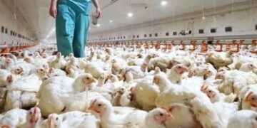 Gripe aviar: mueren más de 200.000 gallinas y hay casos en 10 provincias