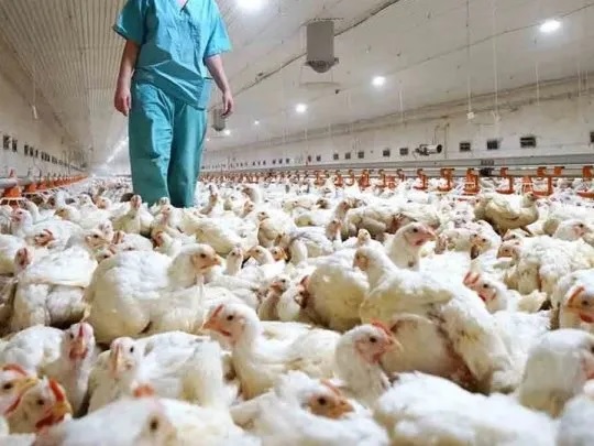 Gripe aviar: mueren más de 200.000 gallinas y hay casos en 10 provincias