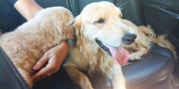 Policías recuperaron a dos labradores que fueron robados de una vivienda