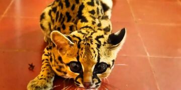 La Policía realizó la captura y resguardo de una serpiente Yarará en Garupá y un Gato Onza en Mártires