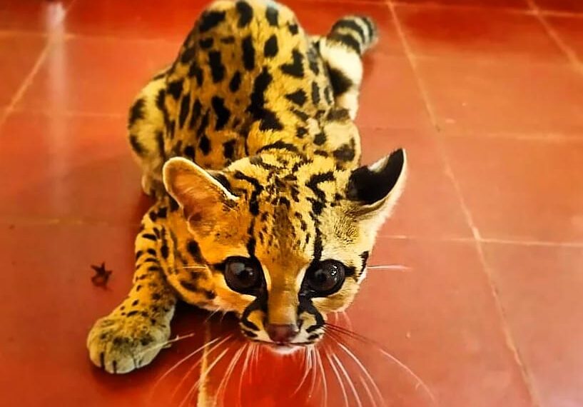 La Policía realizó la captura y resguardo de una serpiente Yarará en Garupá y un Gato Onza en Mártires