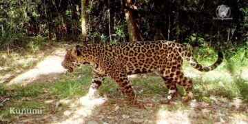 Registran una yaguareté con su cría en la localidad de Andresito