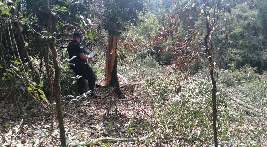 Un motosierrista murió aplastado por un árbol en San Vicente