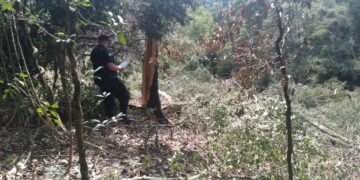 Un motosierrista murió aplastado por un árbol en San Vicente
