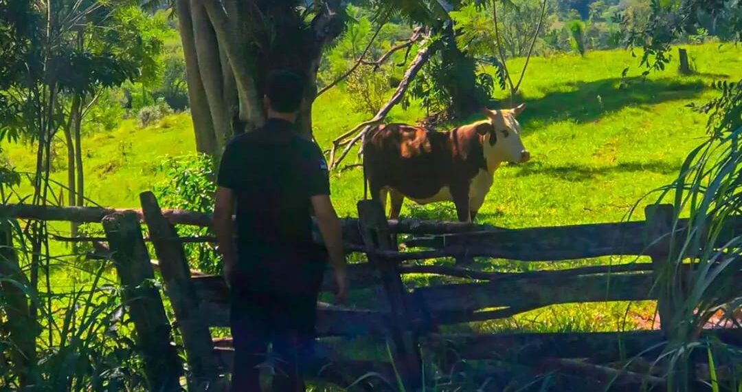 En patrullajes rurales recuperaron una vaca que fue robada a un colono de Gobernador López
