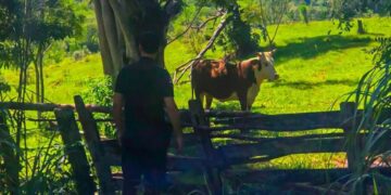 En patrullajes rurales recuperaron una vaca que fue robada a un colono de Gobernador López
