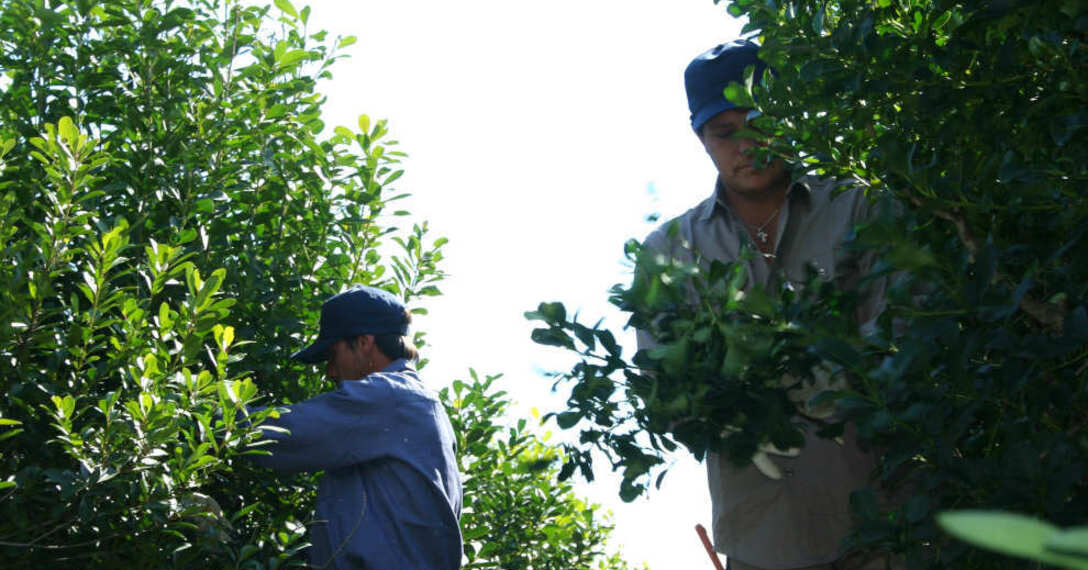 Extienden el programa Intercosecha que beneficiará a más de 5 mil tareferos